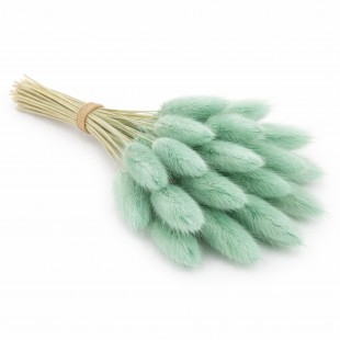 Lagurus verde mentă – flori uscate decorative 60 cm